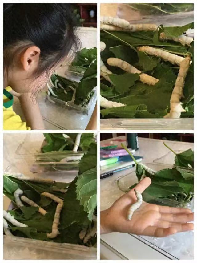 养蚕作业6成以上由家长代劳！科学课养小动物，能达到预期教学效果吗？