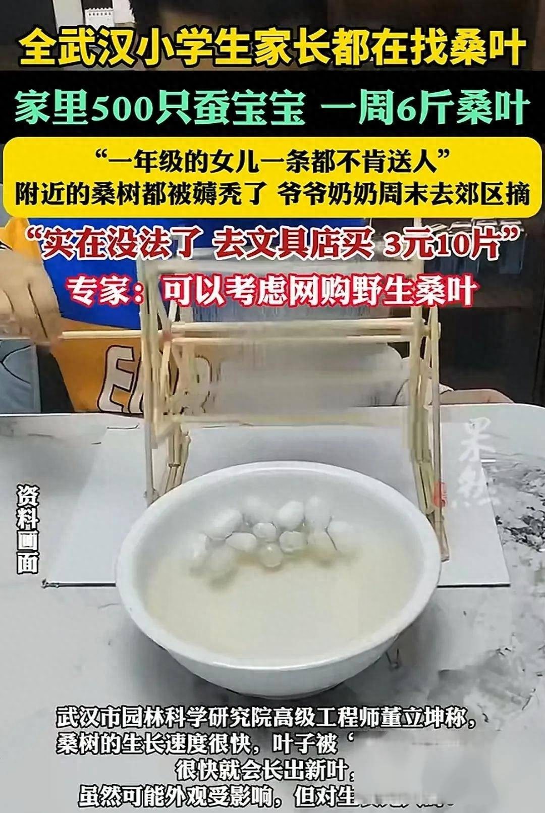 小学生家长全城疯找桑叶，真相大白！文具店三元十片，建议集中